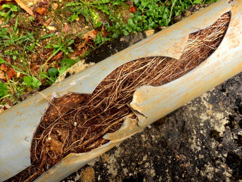 Tree Roots & Blocked Drains: A Five Minute Guide
